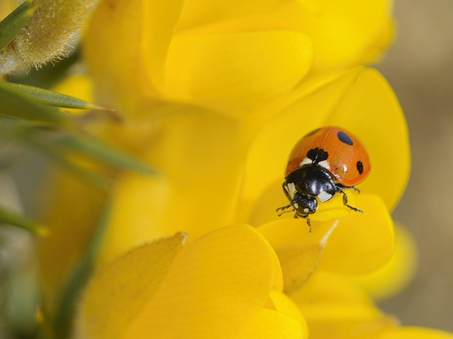 7 spot ladybird